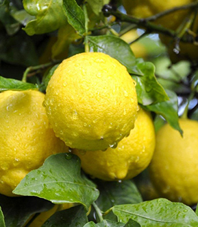 İstanbul Beykoz'da Lamas limon fidanı yetiştiriciliği ve satışı yapan Yaşar Fidancılık, yüksek verim ve dayanıklılık sağlayan kaliteli limon fidanları sunuyor.