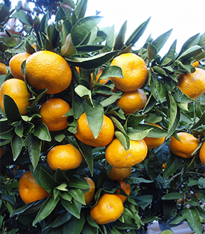 İstanbul Beykoz'da Satsuma Rize mandalina fidanı yetiştiriciliği ve satışı yapan Yaşar Fidancılık, soğuğa dayanıklı ve yüksek verimli mandalina fidanları sunuyor.