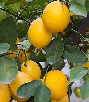 İstanbul Beykoz'da Yediveren limon fidanı yetiştiriciliği ve satışı yapan Yaşar Fidancılık, uzun süre boyunca meyve veren ve yüksek verimli limon fidanları sunuyor.